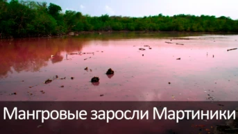 Мангровые заросли Мартиники