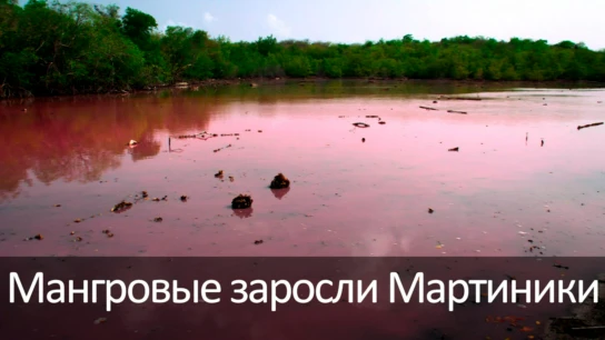 Мангровые заросли Мартиники