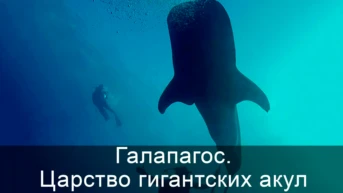 Галапагос. Царство гигантских акул