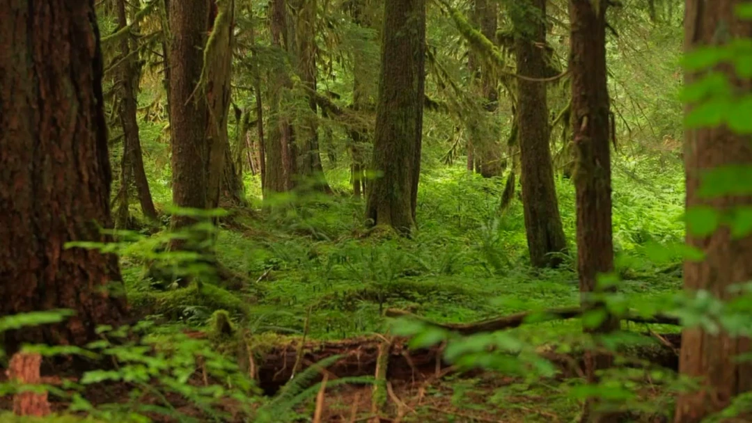 Передача Тропический лес Сол Дак