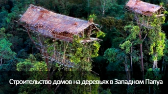 Строительство домов на деревьях в Западном Папуа
