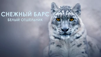 Снежный барс