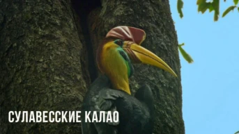 Сулавесские калао Индонезии