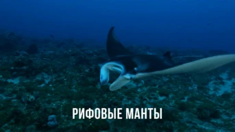 Рифовые манты
