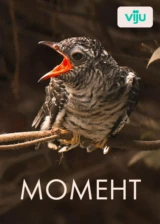 Момент