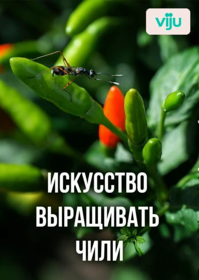 Искусство выращивать чили