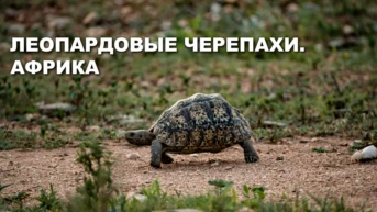 Леопардовые черепахи Африки
