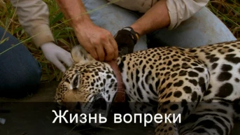 Жизнь вопреки