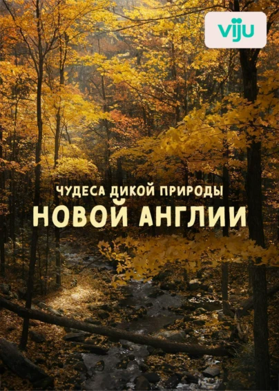 Чудеса дикой природы Новой Англии