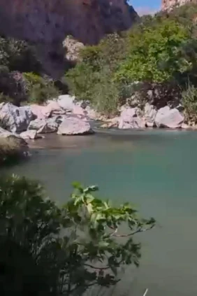 В пальмовом лесу Превели