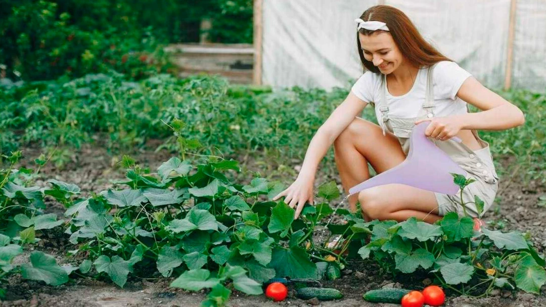 Передача Дачники