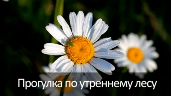 Прогулка по утреннему лесу
