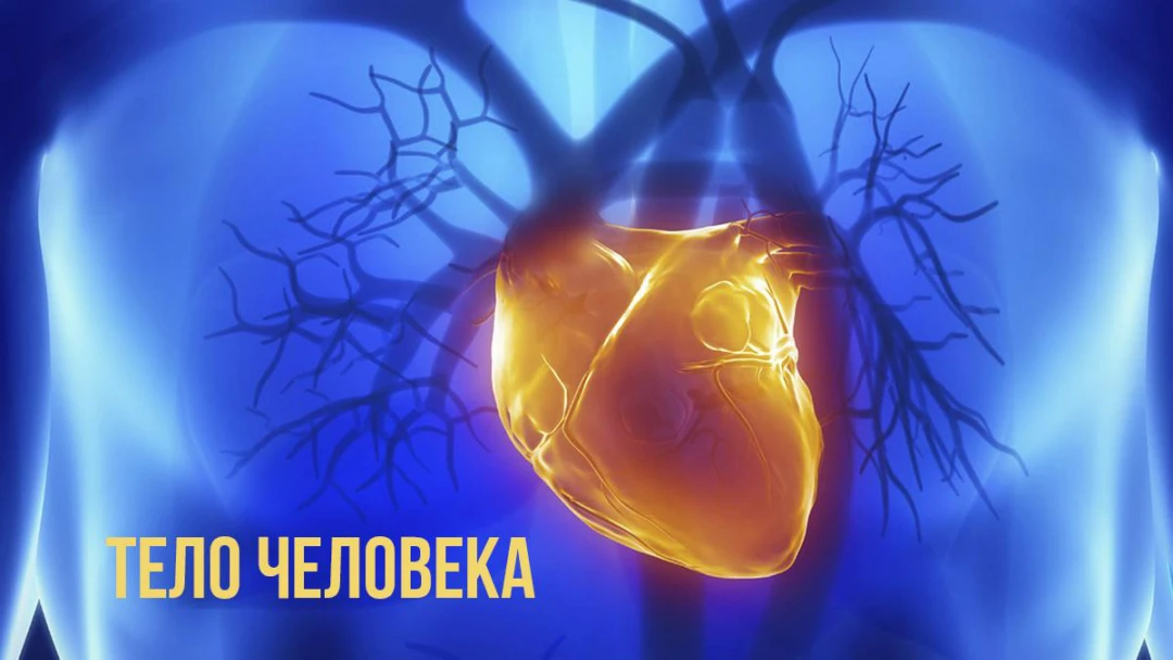 Сериал Тело человека