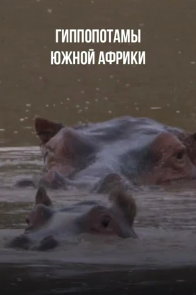 Гиппопотамы Южной Африки