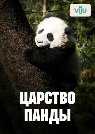 Царство панды