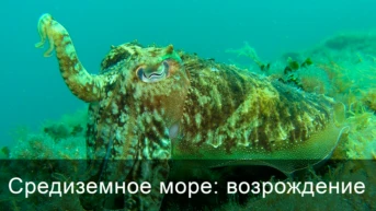 Средиземное море: возрождение