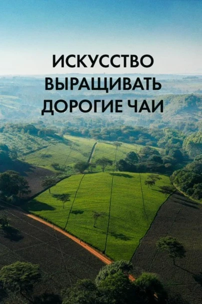 Искусство выращивать дорогие чаи