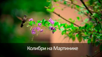 Колибри на Мартинике