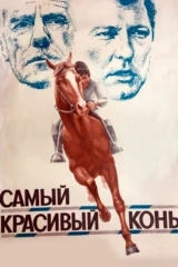 Самый красивый конь