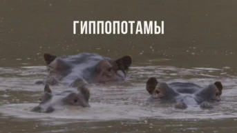 Гиппопотамы Южной Африки