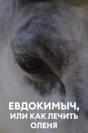 Евдокимыч, или как лечить оленя