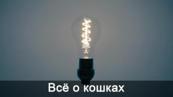 Всё о кошках
