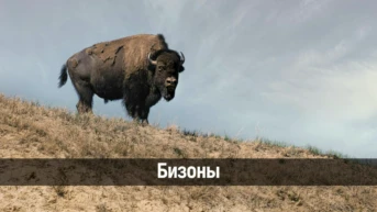 Бизоны