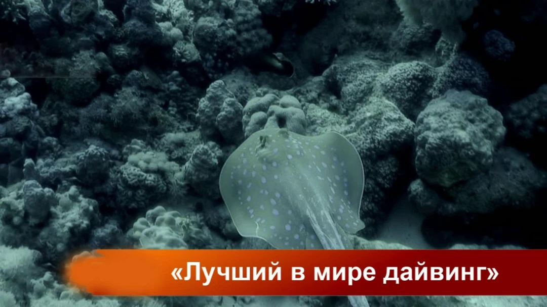 Передача Лучший в мире дайвинг