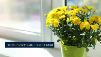 Неприхотливые любимчики