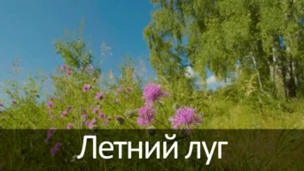 Летний луг