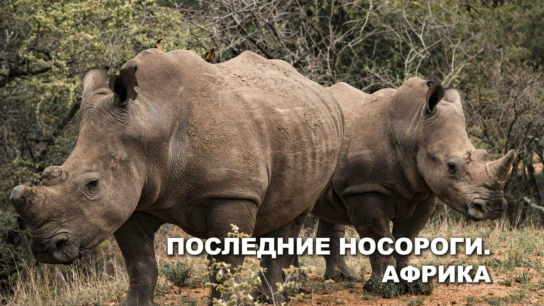 Последние носороги Африки