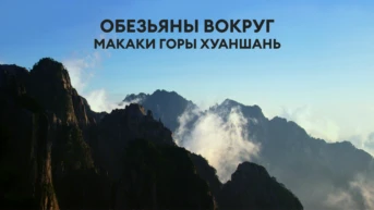 Обезьяны вокруг: макаки горы Хуаншань