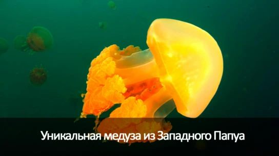 Уникальная медуза из Западного Папуа