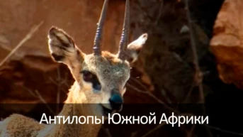 Антилопы Южной Африки