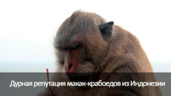 Дурная репутация макак-крабоедов из Индонезии