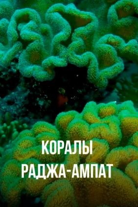 Коралы Раджа-Ампат