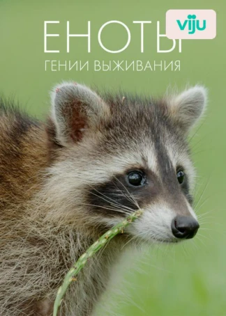 Еноты: гении выживания