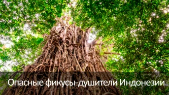 Опасные фикусы-душители Индонезии