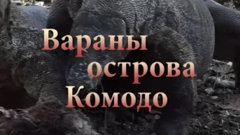 Вараны острова Комодо