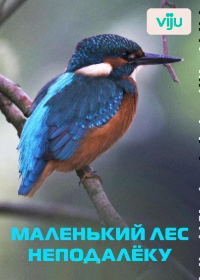 Маленький лес неподалёку