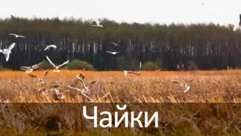 Чайки