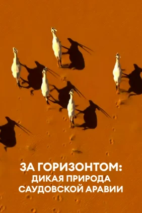 За горизонтом: Дикая природа Саудовской Аравии
