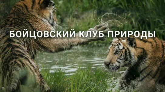 Бойцовский клуб природы