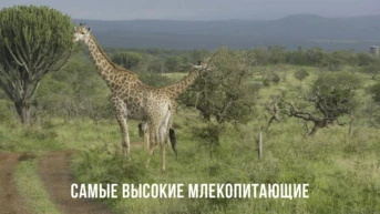 Самые высокие млекопитающие Южной Африки