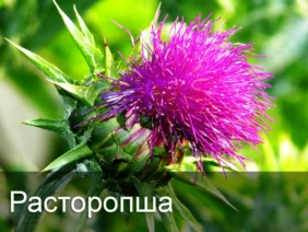 Расторопша