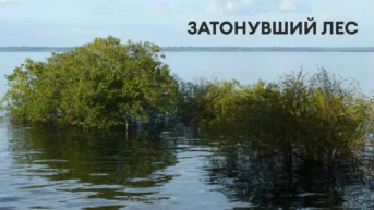 Затонувший лес