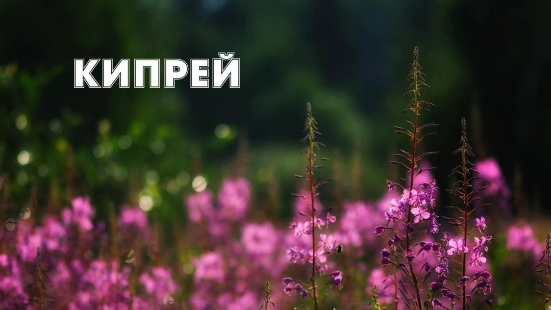 Передача Кипрей