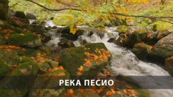 Река Песио