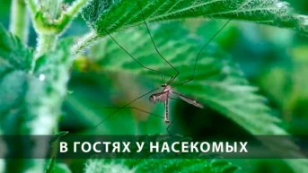 В гостях у насекомых