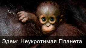 Намиб